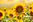Sonnenblumen-Bluetezeit