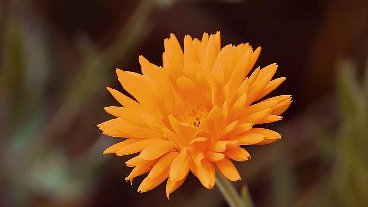 Ringelblume