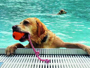 N&uuml;rnberg: Stadt l&auml;dt Hunde zum Planschen ins Stadionbad ein - Infos zum Hundebadetag