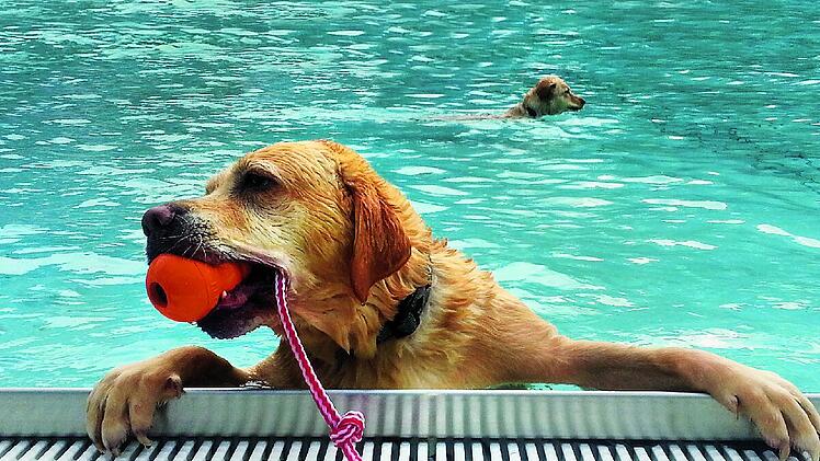 N&uuml;rnberg: Stadt l&auml;dt Hunde zum Planschen ins Stadionbad ein - Infos zum Hundebadetag
