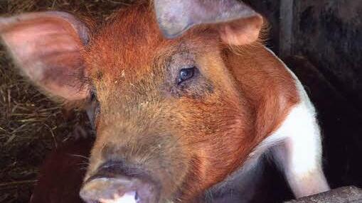 Emilias Lieblingsschwein auf dem Archehof Foto: Katharina W&uuml;stefeld