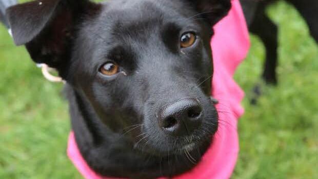 Tierische Unterstützung! Foto: Barbara Herbst