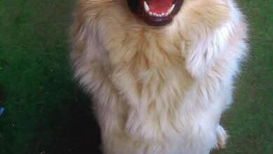 Rocky, vergiftet im Juli 2014. Foto: privat
