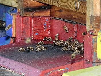 Im bayernweiten Durchschnitt hat ein Imker sechs Völker. Diese Zahl gilt auch für die Imker im Landkreis Forchheim.  Foto: Josef Hofbauer
