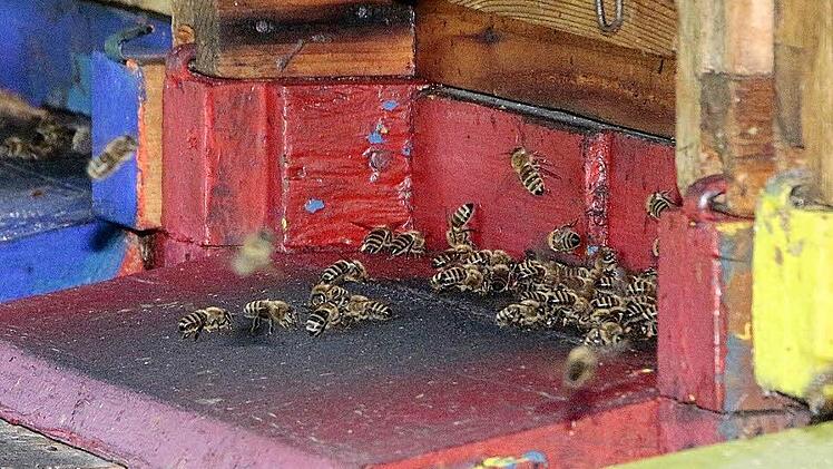 Im bayernweiten Durchschnitt hat ein Imker sechs Völker. Diese Zahl gilt auch für die Imker im Landkreis Forchheim.  Foto: Josef Hofbauer