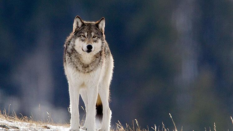 Seit ihrer Auswilderung in den Jahren 1995 bis 1997 haben die W&ouml;lfe im Yellowstone-Nationalpark neue Rudel gebildet.