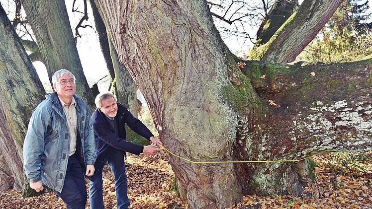 Über fünf Meter misst der imposante Umfang eines Baumes der Gruppe Siebenlinden. Foto: Gabi Arnold