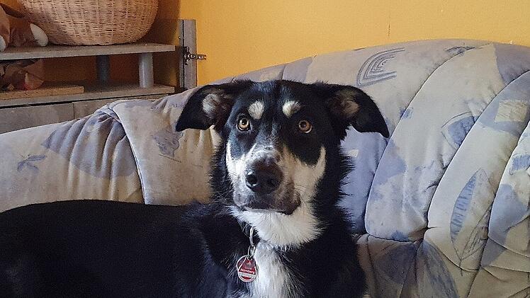 Nürnberg: Kranke Frau mit Assistenzhund findet keine Wohnung für Familie - "können langsam nicht mehr"