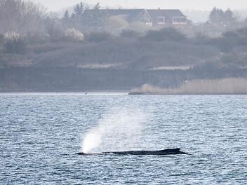 Buckelwal liegt weiterhin in Wismarer Bucht