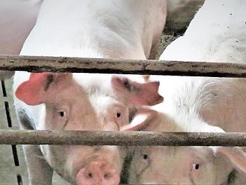 Kommt bald das Aus für Ferkelzüchter?