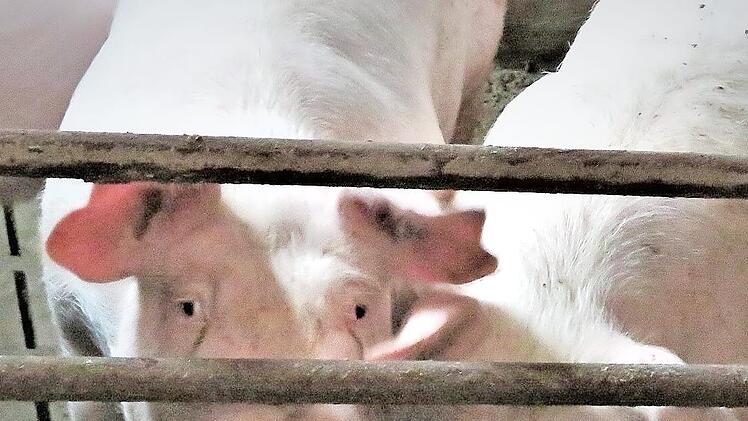 Kommt bald das Aus für Ferkelzüchter?