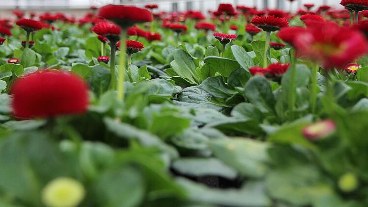 Rote Bellies, schauen auch in rosa und weiß gut aus.
