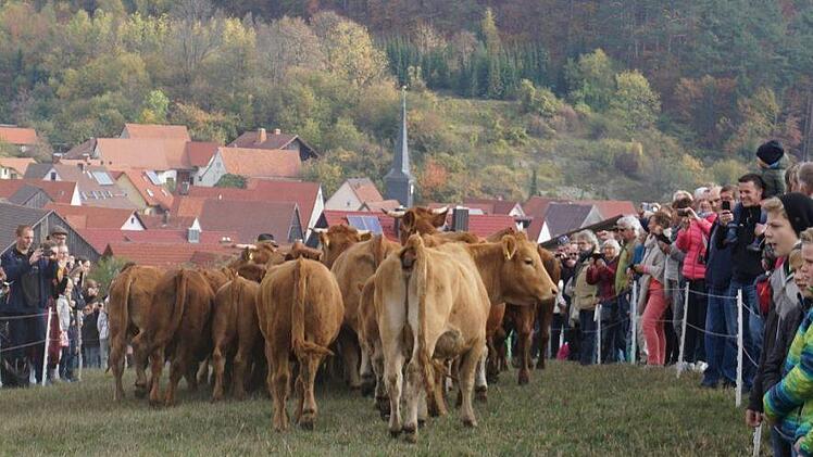 Weideabtrieb in Ginolfs. Foto: Marion Eckert