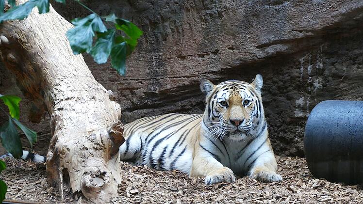 Nürnberg: Raubtierhaus geschlossen - neuer Sibirischer Tiger wird eingewöhnt
