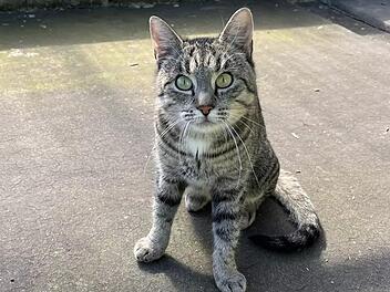Bamberg: Liebe und neugierige Katze Lauri sucht ruhiges Zuhause mit Freigang
