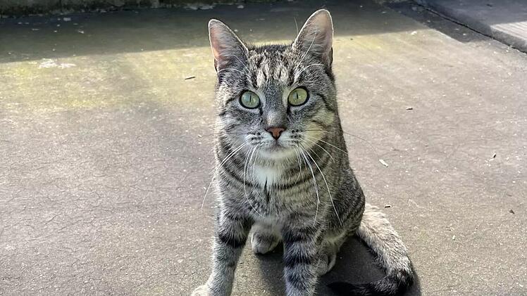 Bamberg: Liebe und neugierige Katze Lauri sucht ruhiges Zuhause mit Freigang