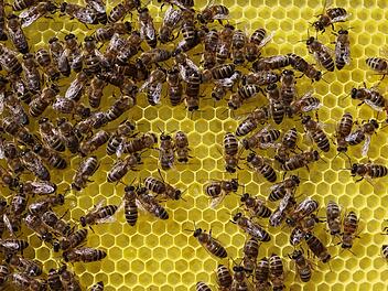 Bienen in Erlebnisimkerei