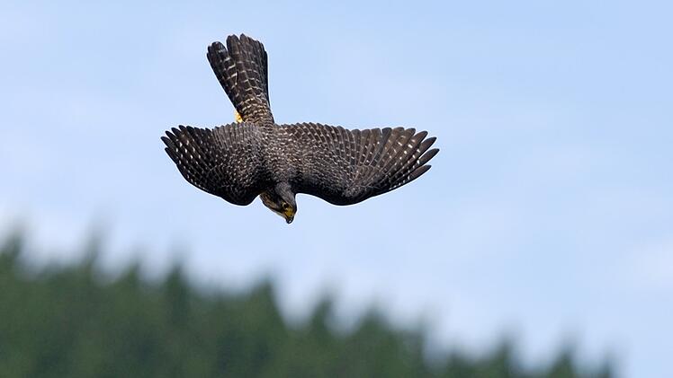 Neuseelandfalke zum Vogel des Jahres gewählt