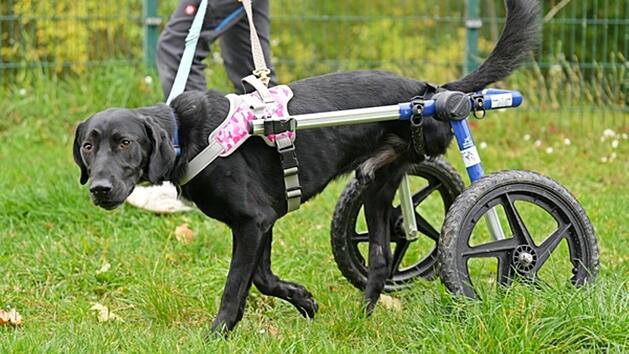 Tierheim Feucht: Dreibeiniger Hund Alvaro überlebte nur knapp