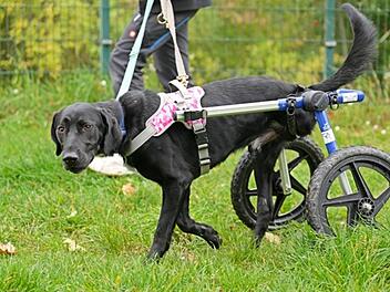 Tierheim Feucht: Dreibeiniger Hund Alvaro überlebte nur knapp