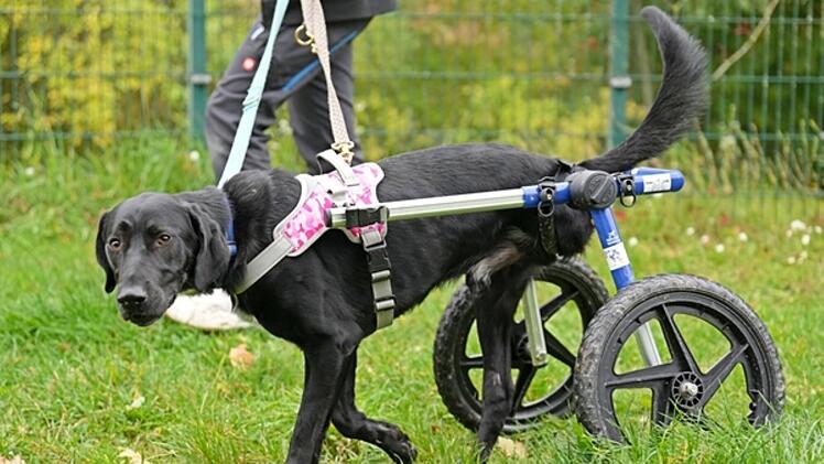 Tierheim Feucht: Dreibeiniger Hund Alvaro überlebte nur knapp