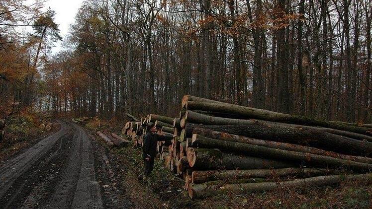 Ein Teil der Bäume, die  im Bereich "Kühruh"