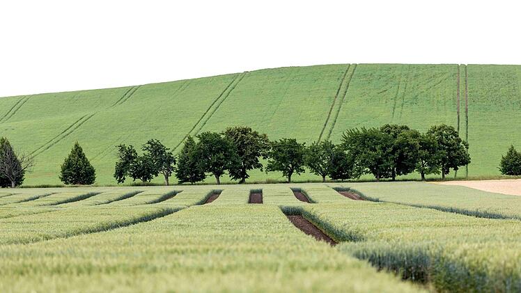 Foto: Saatzucht Breun