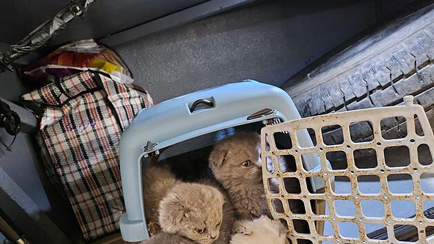 Katzenbabys in Reisebus sichergestellt