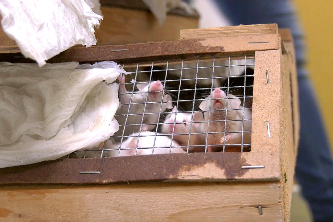 Illegaler Tiertransport mit mehr als 7000 Tieren gestoppt