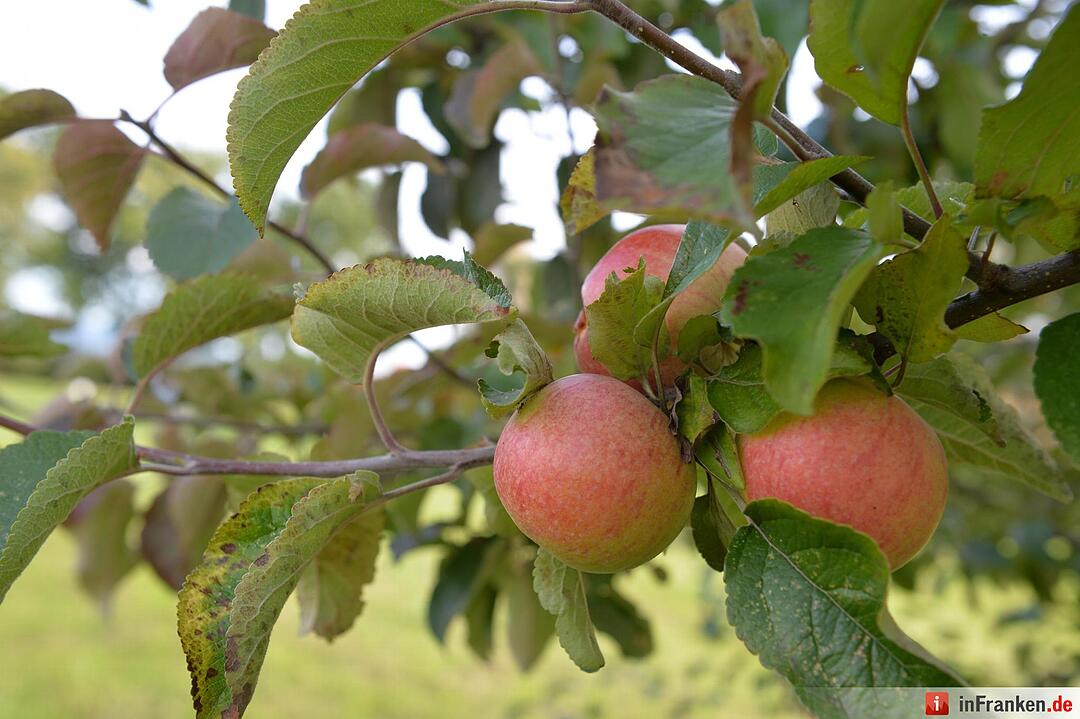 Herbstimpressionen Bamberg