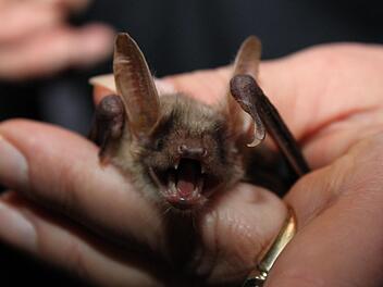 Diese Fledermaus   hat ihren Lebensraum    in der Esperhöhle. Fotos: Carmen Schwind