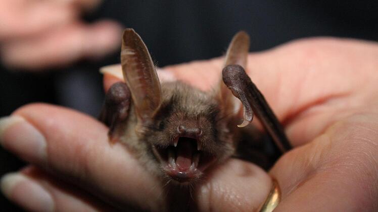 Diese Fledermaus   hat ihren Lebensraum    in der Esperhöhle. Fotos: Carmen Schwind