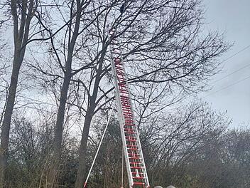 Himmelkron: Katze sitzt tagelang auf Baum fest - "gab Laute von sich" Himmelkron: Katze sitzt tagelang auf Baum fest - "gab Laute von sich"