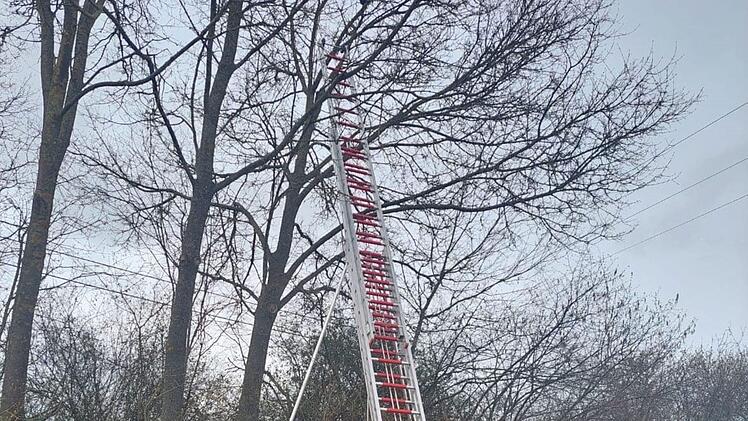 Himmelkron: Katze sitzt tagelang auf Baum fest - "gab Laute von sich"