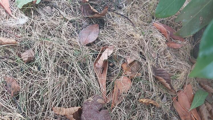 N&uuml;rnberg: Mutma&szlig;liche Giftk&ouml;der-Attacke auf Katzen n&auml;he des Nordostbahnhofes