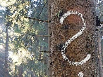 Wer Wald erbt, f&uuml;r den tun sich Fragen auf. Antworten darauf gab es bei einer Veranstaltung der Waldbesitzervereinigung Lichtenfels-Staffelstein und der Bayerischen Forstverwaltung. Foto: Forstverwaltung Th&uuml;ringen