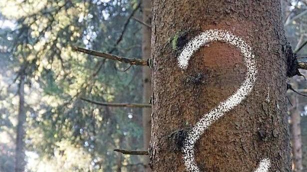 Wer Wald erbt, f&uuml;r den tun sich Fragen auf. Antworten darauf gab es bei einer Veranstaltung der Waldbesitzervereinigung Lichtenfels-Staffelstein und der Bayerischen Forstverwaltung. Foto: Forstverwaltung Th&uuml;ringen
