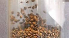 Im Laufe der Röstung wird der Kaffee langsam braun.