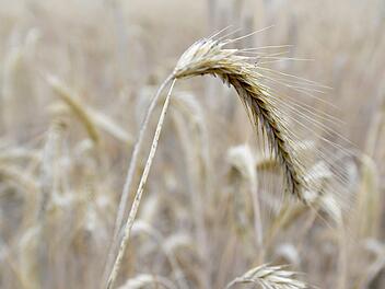 Ein Gerstenfeld brannte am Sonntag bei Marktschorgast komplett ab. Dieses Symbolbild zeigt vertrocknete Roggenpflanzen. Foto: Carsten Rehder/dpa
