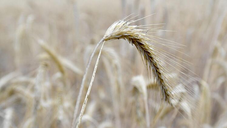 Ein Gerstenfeld brannte am Sonntag bei Marktschorgast komplett ab. Dieses Symbolbild zeigt vertrocknete Roggenpflanzen. Foto: Carsten Rehder/dpa