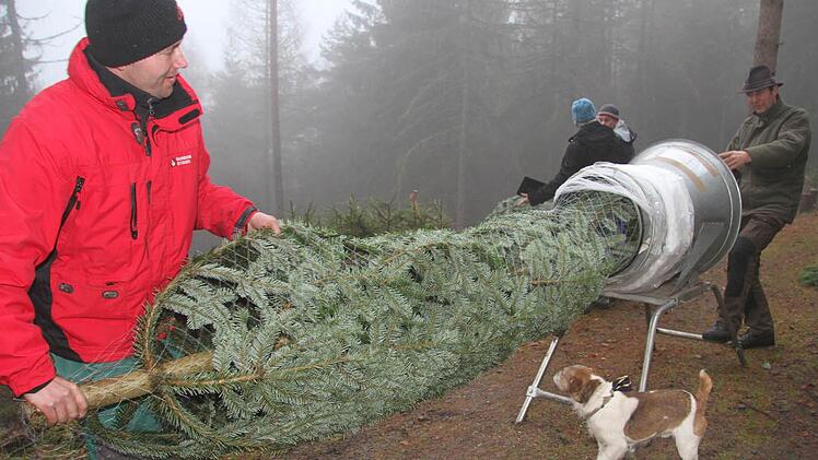 Stadtförster Uli Dautel (r.) hatte alle Hände voll zu tun, die Bäume in Netze zu verpacken. Fotos: Sonja Adam
