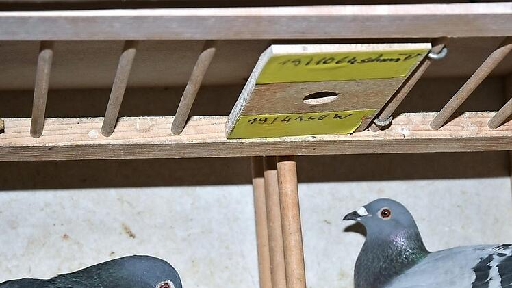 Zur Belohnung dürfen Männchen und Weibchen einige Zeit gemeinsam verbringen.  Fotos: Karl-Heinz Hofmann