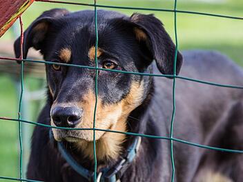 Wie kannst du Tiere im Tierheim unterstützen?