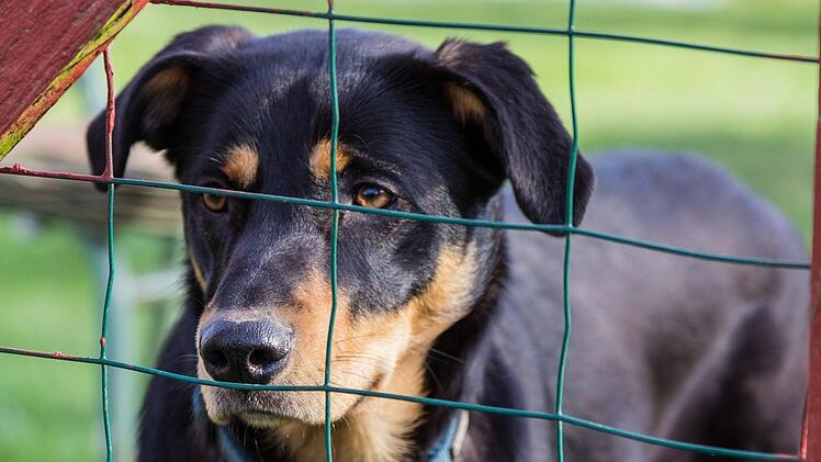 Wie kannst du Tiere im Tierheim unterstützen?
