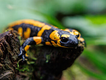 Feuersalamander sollen gemeldet werden