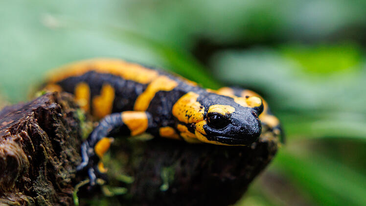 Feuersalamander sollen gemeldet werden