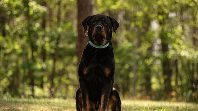 Tierheim Nürnberg: Sorgenkind Maximus "findet einfach keinen Platz"