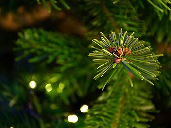 Wohin mit dem Christbaum? So wird die Entsorgung in Franken organisiert