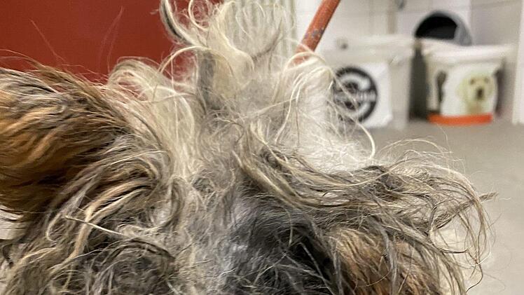 Das Fell des Hundes war komplett verdreckt und verfilzt. Foto: Alexandra Kieser