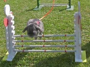 Justin Winter aus Zedersdorf trainiert alle 14 Tage. Sein Opa hilft ihm dabei. Der 14-Jährige hat rund 20 Kaninchen und möchte später einmal unter die Züchter gehen. Foto: Lothar Weidner